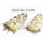 Moths sp. China, Tibet, Linzhi, Motuo county. 2Pcs. Moth-Mix-211698.