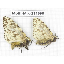 Moths sp. China, Tibet, Linzhi, Motuo county. 2Pcs. Moth-Mix-211698.