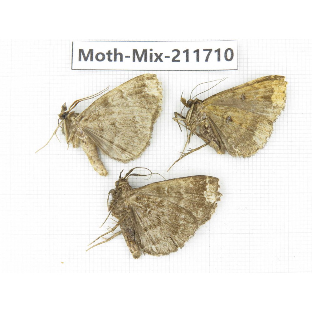 Moths sp. China, Tibet, Linzhi, Motuo county. 3Pcs. Moth-Mix-211710.