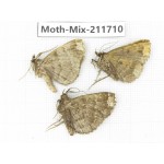 Moths sp. China, Tibet, Linzhi, Motuo county. 3Pcs. Moth-Mix-211710.