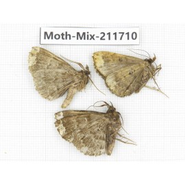 Moths sp. China, Tibet, Linzhi, Motuo county. 3Pcs. Moth-Mix-211710.