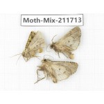 Moths sp. China, Tibet, Linzhi, Motuo county. 3Pcs. Moth-Mix-211713.
