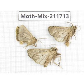 Moths sp. China, Tibet, Linzhi, Motuo county. 3Pcs. Moth-Mix-211713.