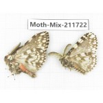 Moths sp. China, Tibet, Linzhi, Motuo county. 2Pcs. Moth-Mix-211722.