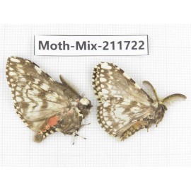 Moths sp. China, Tibet, Linzhi, Motuo county. 2Pcs. Moth-Mix-211722.