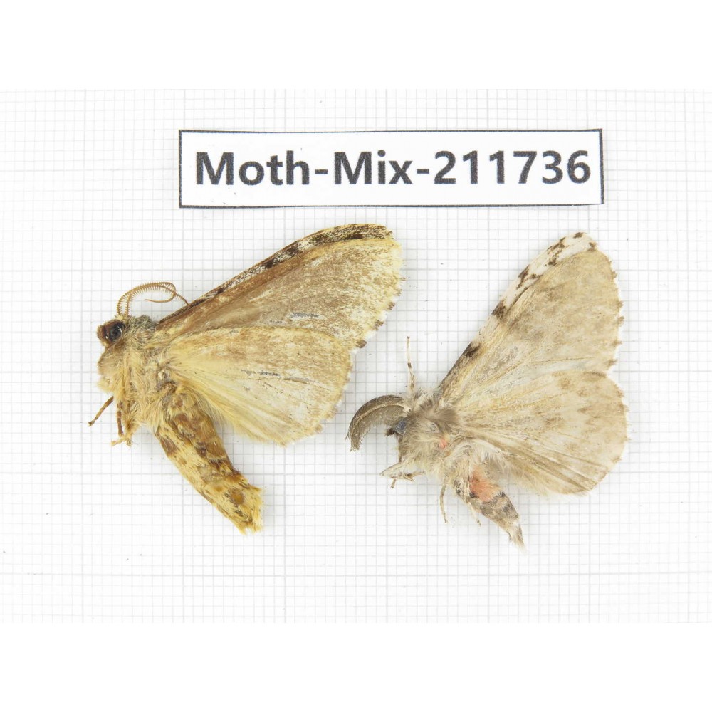 Moths sp. China, Tibet, Linzhi, Motuo county. 2Pcs. Moth-Mix-211736.