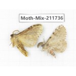 Moths sp. China, Tibet, Linzhi, Motuo county. 2Pcs. Moth-Mix-211736.