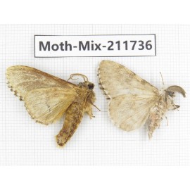 Moths sp. China, Tibet, Linzhi, Motuo county. 2Pcs. Moth-Mix-211736.