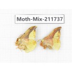 Moths sp. China, Tibet, Linzhi, Motuo county. 2Pcs. Moth-Mix-211737.
