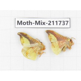 Moths sp. China, Tibet, Linzhi, Motuo county. 2Pcs. Moth-Mix-211737.
