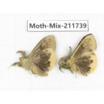 Moths sp. China, Tibet, Linzhi, Motuo county. 2Pcs. Moth-Mix-211739.