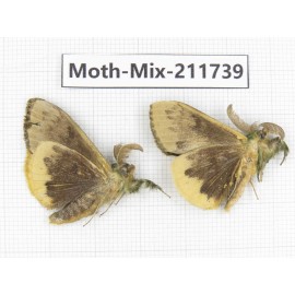 Moths sp. China, Tibet, Linzhi, Motuo county. 2Pcs. Moth-Mix-211739.
