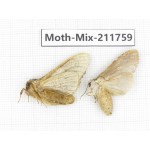 Moths sp. China, Tibet, Linzhi, Motuo county. 2Pcs. Moth-Mix-211759.