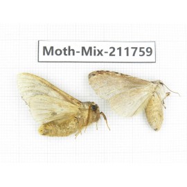 Moths sp. China, Tibet, Linzhi, Motuo county. 2Pcs. Moth-Mix-211759.