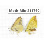 Moths sp. China, Tibet, Linzhi, Motuo county. 2Pcs. Moth-Mix-211760.