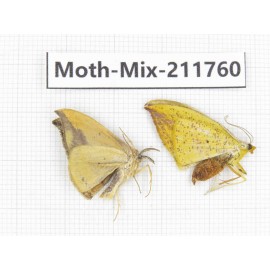 Moths sp. China, Tibet, Linzhi, Motuo county. 2Pcs. Moth-Mix-211760.