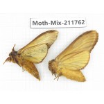 Moths sp. China, Tibet, Linzhi, Motuo county. 2Pcs. Moth-Mix-211762.
