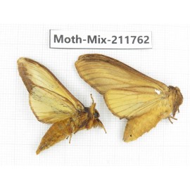 Moths sp. China, Tibet, Linzhi, Motuo county. 2Pcs. Moth-Mix-211762.