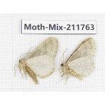 Moths sp. China, Tibet, Linzhi, Motuo county. 2Pcs. Moth-Mix-211763.