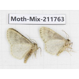 Moths sp. China, Tibet, Linzhi, Motuo county. 2Pcs. Moth-Mix-211763.