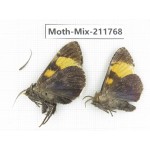 Moths sp. China, Tibet, Linzhi, Motuo county. 2Pcs. Moth-Mix-211768.
