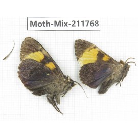 Moths sp. China, Tibet, Linzhi, Motuo county. 2Pcs. Moth-Mix-211768.