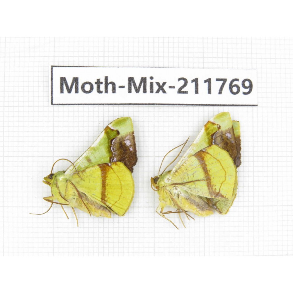 Moths sp. China, Tibet, Linzhi, Motuo county. 2Pcs. Moth-Mix-211769.