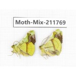 Moths sp. China, Tibet, Linzhi, Motuo county. 2Pcs. Moth-Mix-211769.