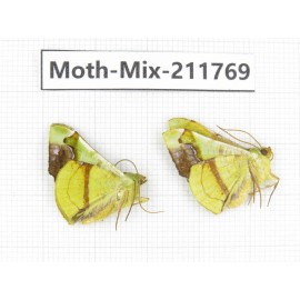 Moths sp. China, Tibet, Linzhi, Motuo county. 2Pcs. Moth-Mix-211769.