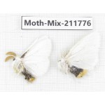 Moths sp. China, Tibet, Linzhi, Motuo county. 2Pcs. Moth-Mix-211776.