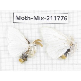 Moths sp. China, Tibet, Linzhi, Motuo county. 2Pcs. Moth-Mix-211776.