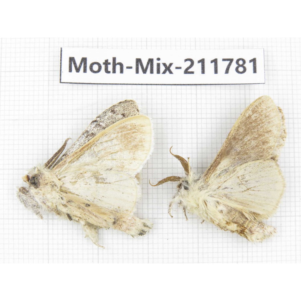 Moths sp. China, Tibet, Linzhi, Motuo county. 2Pcs. Moth-Mix-211781.