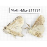 Moths sp. China, Tibet, Linzhi, Motuo county. 2Pcs. Moth-Mix-211781.