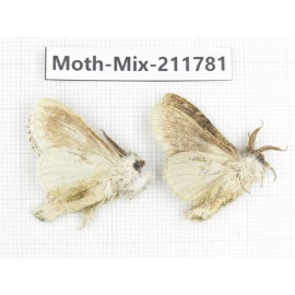 Moths sp. China, Tibet, Linzhi, Motuo county. 2Pcs. Moth-Mix-211781.