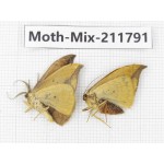 Moths sp. China, Tibet, Linzhi, Motuo county. 2Pcs. Moth-Mix-211791.