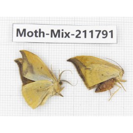 Moths sp. China, Tibet, Linzhi, Motuo county. 2Pcs. Moth-Mix-211791.
