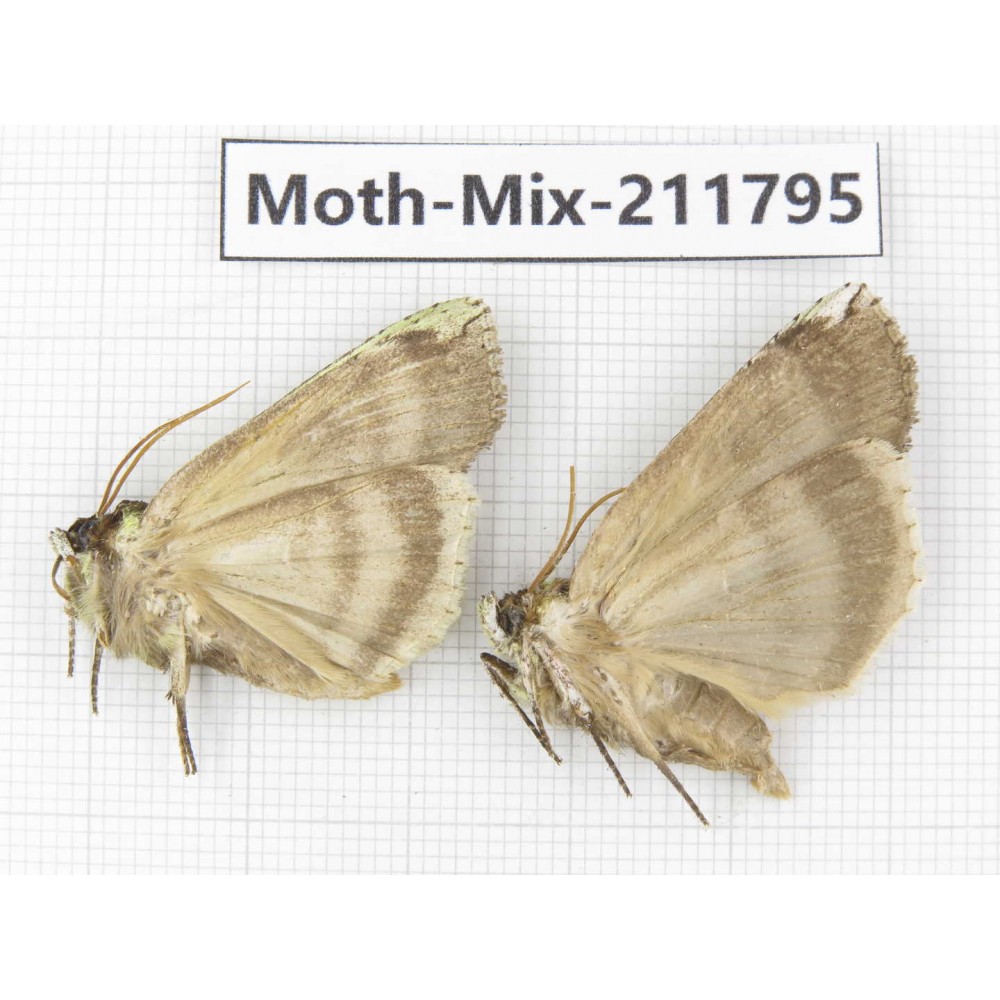Moths sp. China, Tibet, Linzhi, Motuo county. 2Pcs. Moth-Mix-211795.