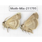 Moths sp. China, Tibet, Linzhi, Motuo county. 2Pcs. Moth-Mix-211795.