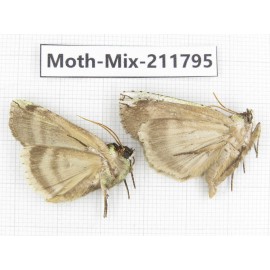 Moths sp. China, Tibet, Linzhi, Motuo county. 2Pcs. Moth-Mix-211795.