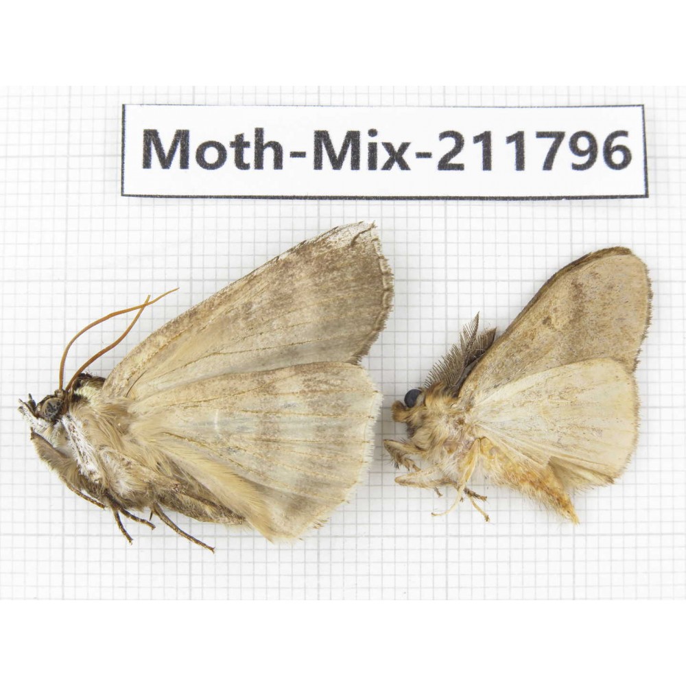 Moths sp. China, Tibet, Linzhi, Motuo county. 2Pcs. Moth-Mix-211796.