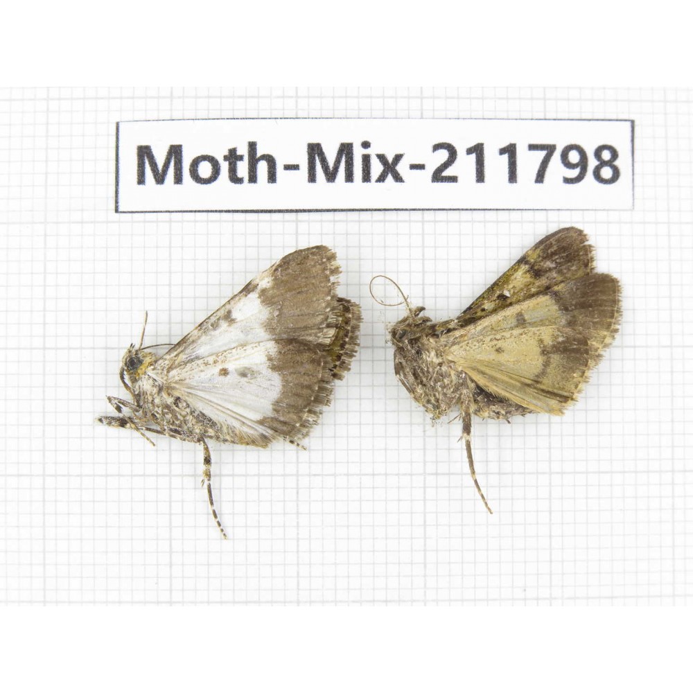 Moths sp. China, Tibet, Linzhi, Motuo county. 2Pcs. Moth-Mix-211798.