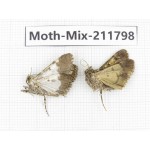 Moths sp. China, Tibet, Linzhi, Motuo county. 2Pcs. Moth-Mix-211798.