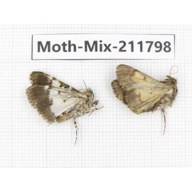 Moths sp. China, Tibet, Linzhi, Motuo county. 2Pcs. Moth-Mix-211798.