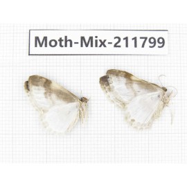 Moths sp. China, Tibet, Linzhi, Motuo county. 2Pcs. Moth-Mix-211799.