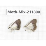 Moths sp. China, Tibet, Linzhi, Motuo county. 2Pcs. Moth-Mix-211800.