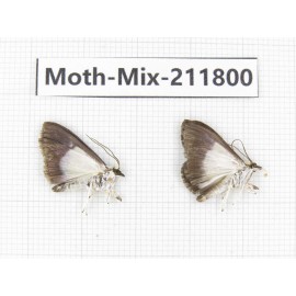 Moths sp. China, Tibet, Linzhi, Motuo county. 2Pcs. Moth-Mix-211800.