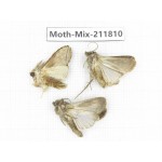 Moths sp. China, Tibet, Linzhi, Motuo county. 3Pcs. Moth-Mix-211810.