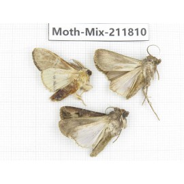 Moths sp. China, Tibet, Linzhi, Motuo county. 3Pcs. Moth-Mix-211810.