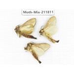 Moths sp. China, Tibet, Linzhi, Motuo county. 3Pcs. Moth-Mix-211811.