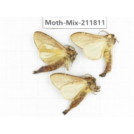 Moths sp. China, Tibet, Linzhi, Motuo county. 3Pcs. Moth-Mix-211811.